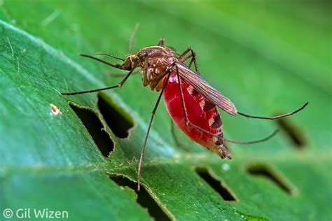 Order Diptera Flies And Mosquitoes Gil Wizen