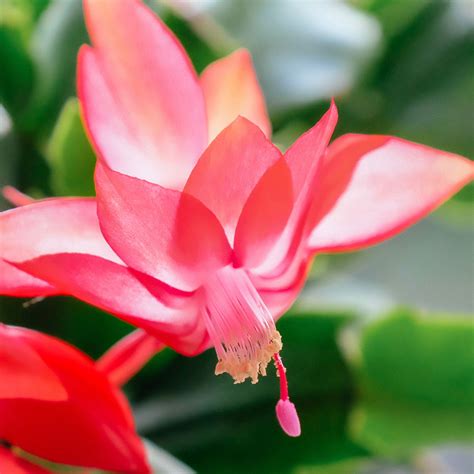 how to get a christmas cactus to bloom 10