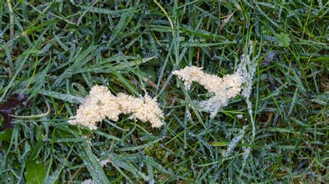 How To Easily Take Care Of Unwanted Slime Mold On Your Grass