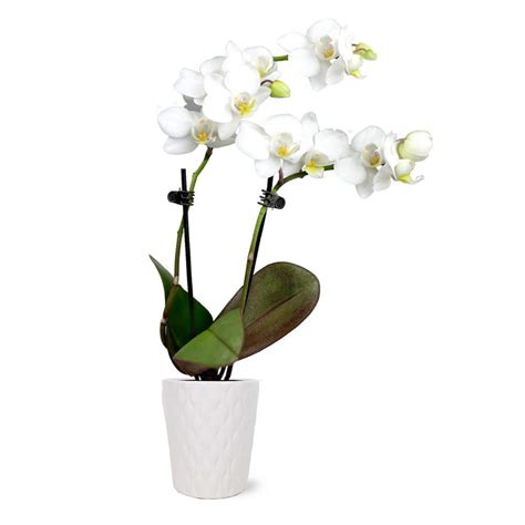 Reviews For Just Add Ice Orchid Phalaenopsis Mini White With Yellow Throat Plant In 2 1 2 In