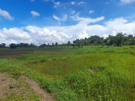 10 Hectares Agricultural Lot For Sale At Cabusao Camarines Sur