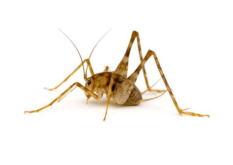 Camel Cricket Identification Habits And Behavior Leos Pest Control