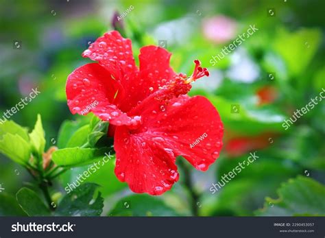 Watering Hibiscus Plant Images Stock Photos D Objects