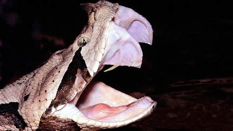 This Viper Has Highest Venom Yield of Any Snake