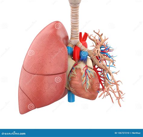 Lungs and Heart Anatomy Illustration Stock Illustration - Illustration ...