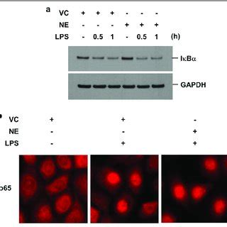 NE does not affect LPS induced degradation of IκBα or the subsequent