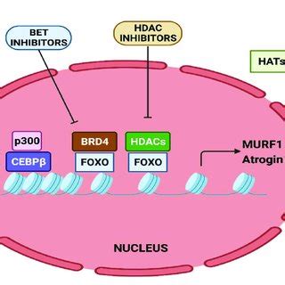 Epigenetic Regulation Of Murf And Atrogin Transcription