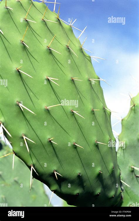 Cactus Tunisia Hi Res Stock Photography And Images Alamy