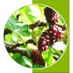 Mulberry Leaves Extract at best price in Noida by Quality Products Lab ...