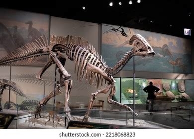 Dinosaur Skeleton Dramatic Light Museum Natural Stock Photo 2384481331 ...