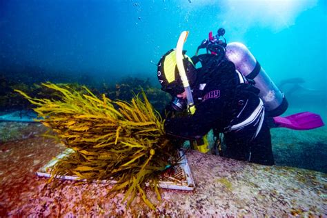 Hot Seaweeds Are Having Sex In Your Area And We Funded It We Are