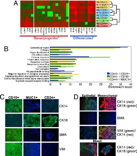 Enrichment And Phenotype Of Assorted Mammary Epithelial Cells A