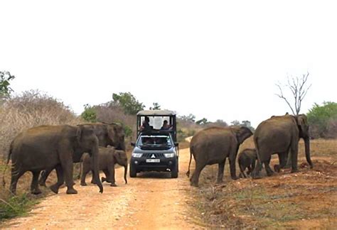 Von Hikkaduwa Aus Udawalawe National Park Safari Tour GetYourGuide