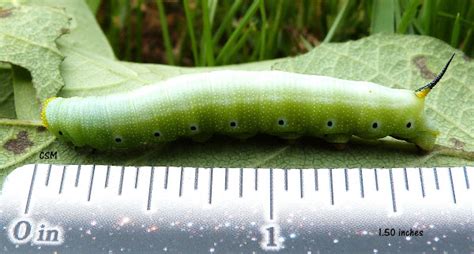 Snowberry Clearwing Moth Caterpillar Project Noah