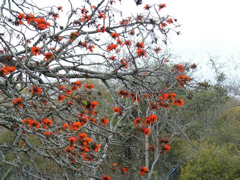 Erythrina Velutina