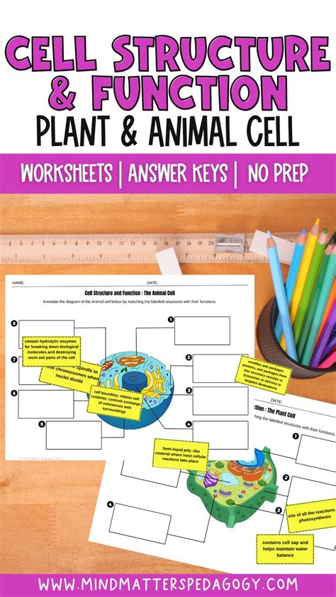 Cell Structure And Function Plant And Animal Cell Worksheets Answer