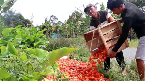 Harga Anjlok Sejumlah Petani Di Lampung Barat Buang Tomat Ke Sungai