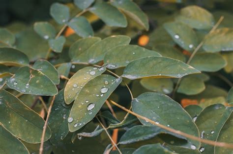 Grandes Y Hermosas Gotas De Agua De Lluvia Transparente Sobre Una Hoja