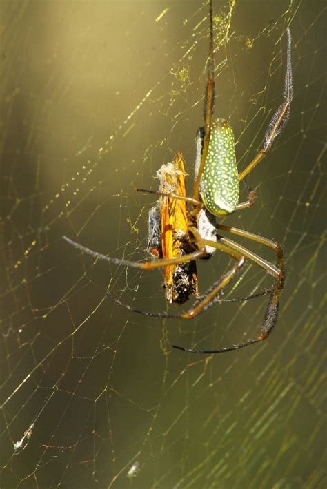 Golden Silk Spider From Puerto Madero Caba Argentina On May