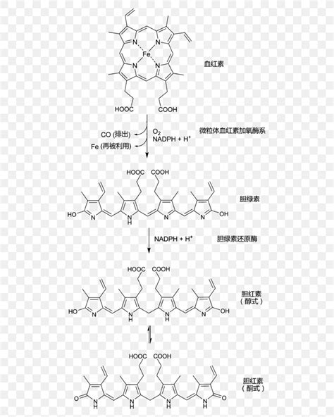 Bilirubin Hemoglobin Biliverdin Porphyrin Bile, PNG, 530x1025px ...