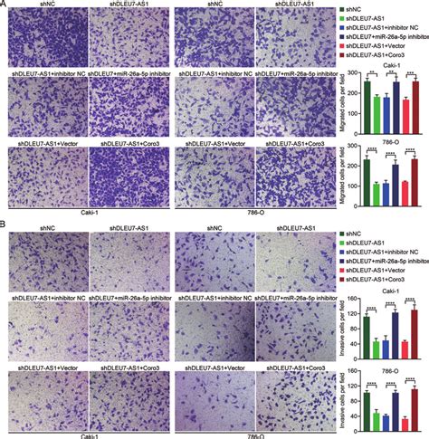 Dleu As Knockdown Suppresses The Ability Of Cell Migration And