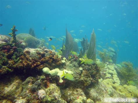 Florida Keys - Selecting The Best Dive Area (USA) - Dive O'Clock!