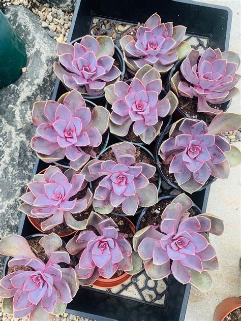 4 Echeveria Purple Pearl Stunning Colorful Succulent Etsy