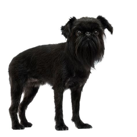 Belgian Griffon Character And Ownership Dog Breed Pictures Dogbible