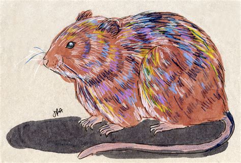 Meadow Vole (Field Mouse) (Microtus pennsylvanicus) | The Daily Mammal