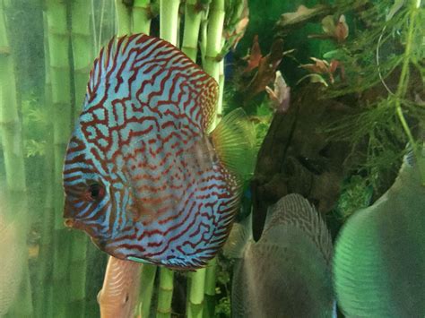 Pin by Navarro Edwards on Planted Discus Aquarium | Discus aquarium ...