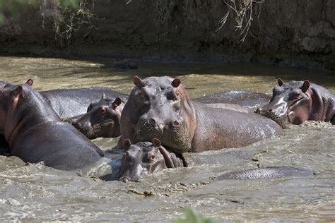 Katavi National Park - Tanzania Parks Adventure