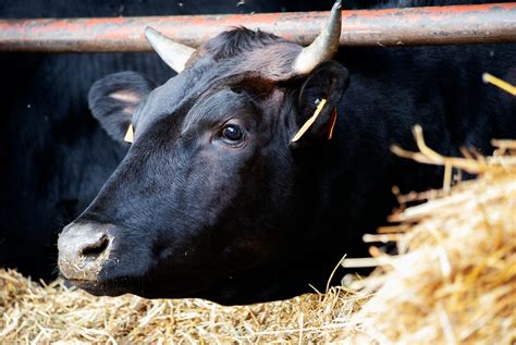 Wagyu E Kobe La Preziosa Carne Patrimonio Nazionale Del Giappone