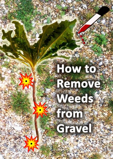 How To Get Rid Of Weeds Growing In Gravel For Good Buckinghamshire