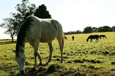 Primer Caso De Encefalomielitis Equina En Humanos