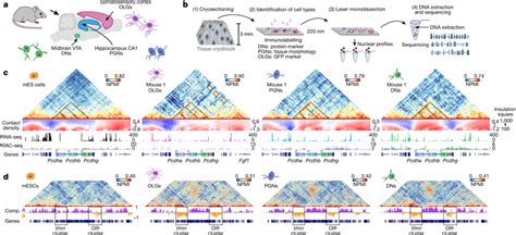 Immunogam Captures Cell Type Specific Chromatin Contacts In The Mouse