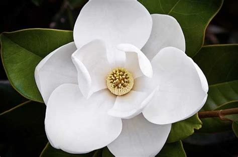 Magnolia Trees | Magnolia Trees for Sale — PlantingTree | Magnolia trees, Flowering trees ...