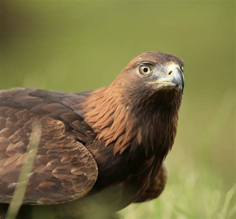 List 98 Pictures Pictures Of A Golden Eagle Sharp