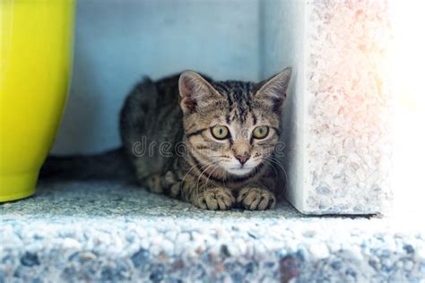 El Alto De Acecho De Los P Jaros Del Gato Nacional Para Arriba Remata