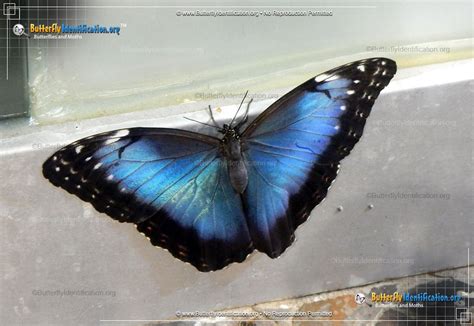 Blue Morpho Butterfly