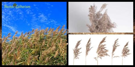 Identify Grass That Looks Like Bamboo Some Might Kill You