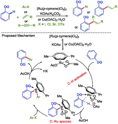 Ru Ii Catalyzed C H Bond Activation For The Construction Of C C Bond