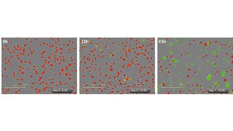 Cytotoxicity Assays For Live Cell Analysis Bric