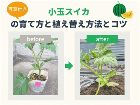 小玉スイカの作り方｜育て方と苗の植え付け方法を写真付きで解説 ガーデンズライブラリ