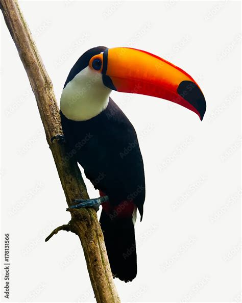 Toucan Toco bird sitting on a branch isolated on white background. Also ...