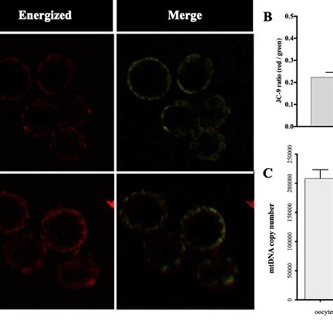 Mitochondrial Fusion Mfn1 Mfn2 And Fission Opa1 Mrna And Proteins