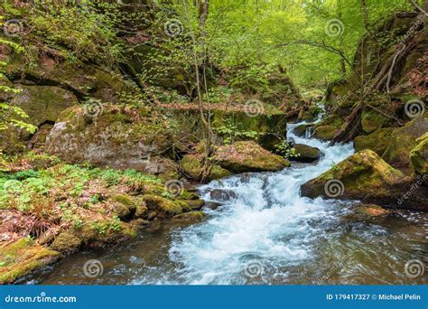 Rápido Fluxo De água Entre a Floresta árvores De Folhagem Verde Fresca