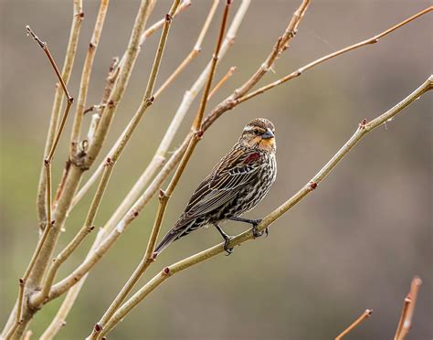 Female Red-winged Blackbird Photograph by William Morris