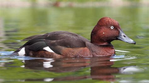 Ferruginous Pochard Aythya Nyroca