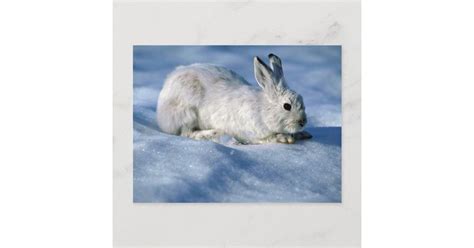 Varying Hare Snowshoe Rabbit On Open Snow Postcard Zazzle