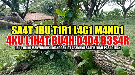 Sore Hari Saat Mengunjungi Desa Simpar Melihat Pohon Berusia Ratusan